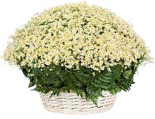 Цветочная композиция из Ромашки в корзине #REPLACE_PRED# Михайловске Свердловской области